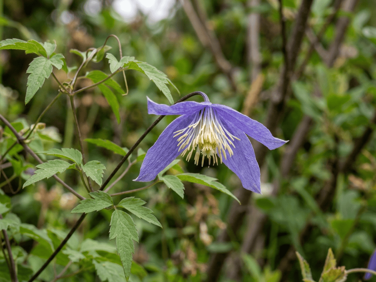 Clematide alpina — primo piano di foglie e fiori