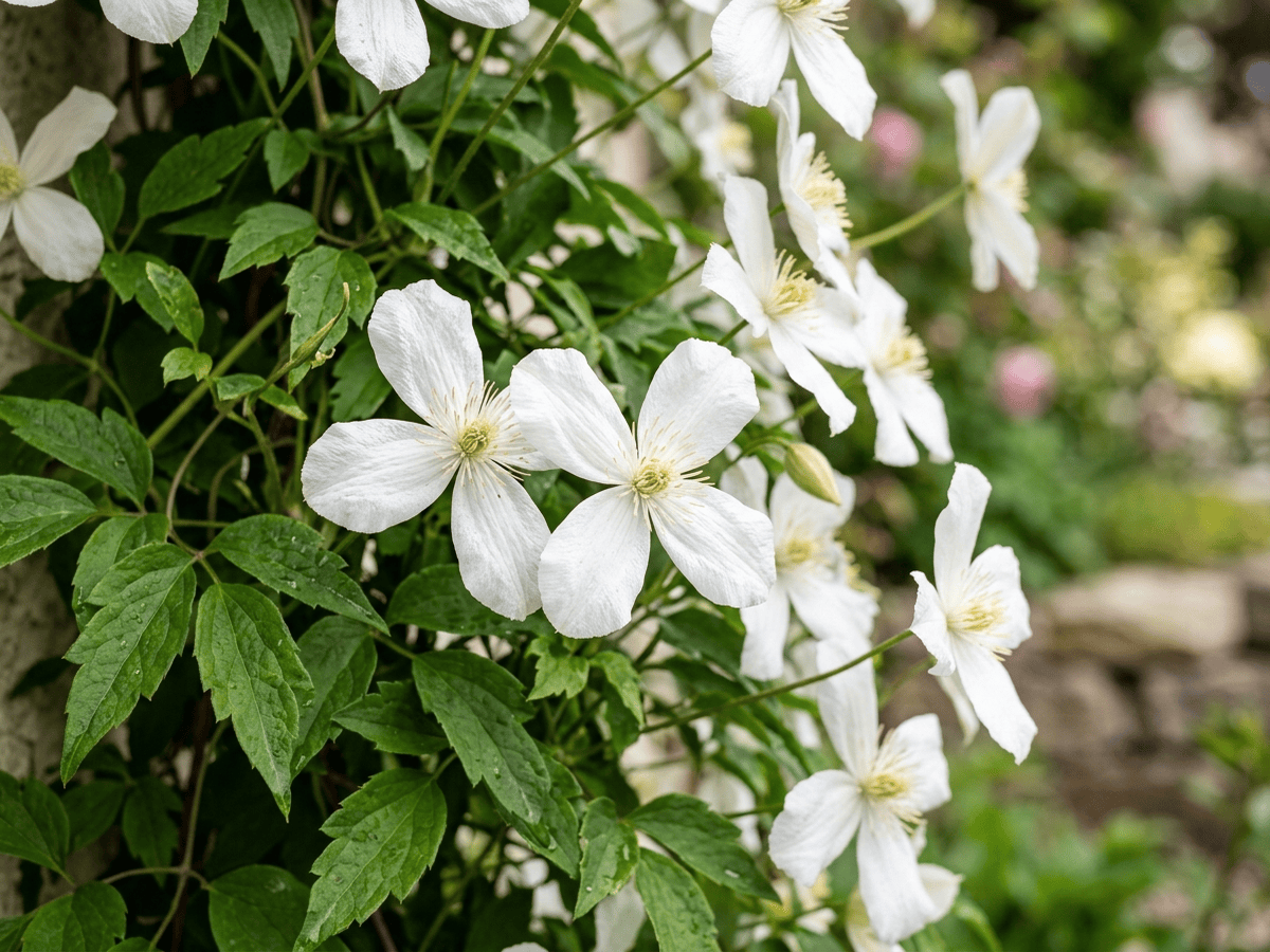 Himalayan Clematis — close-up of leaves and flowers