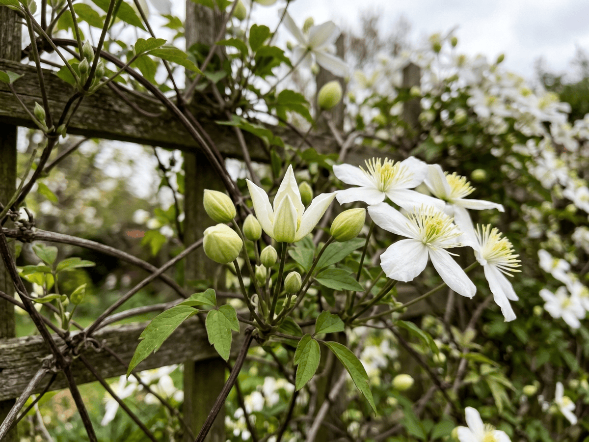 Himalayan Clematis — seasonal appearance