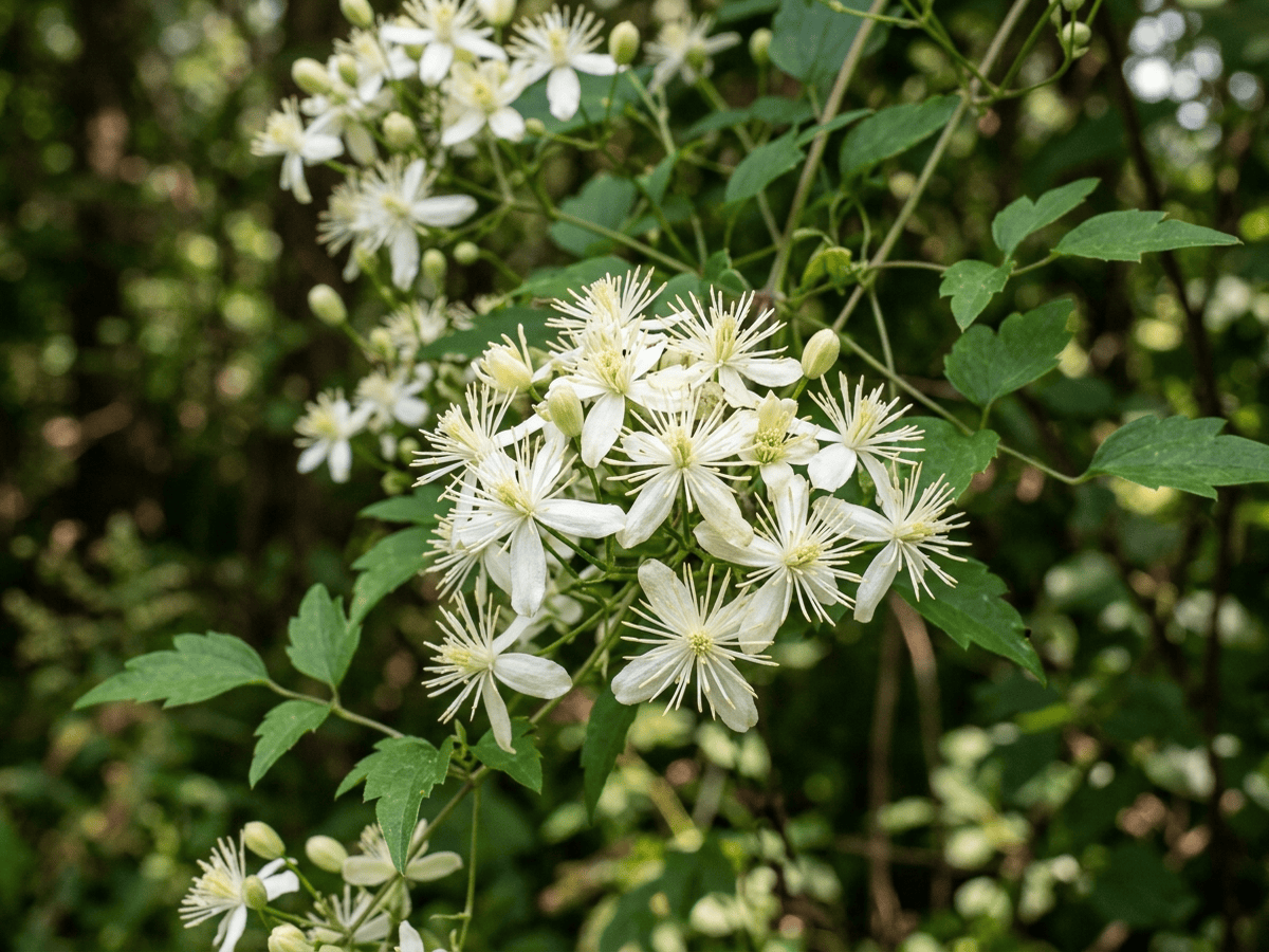 Herbe aux gueux — gros plan sur feuilles et fleurs