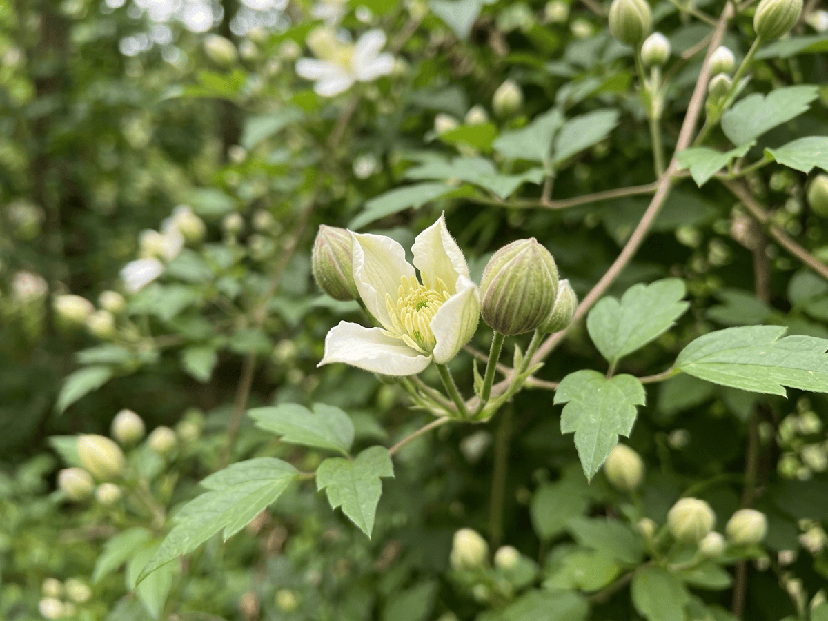 Herbe aux gueux — aspect saisonnier