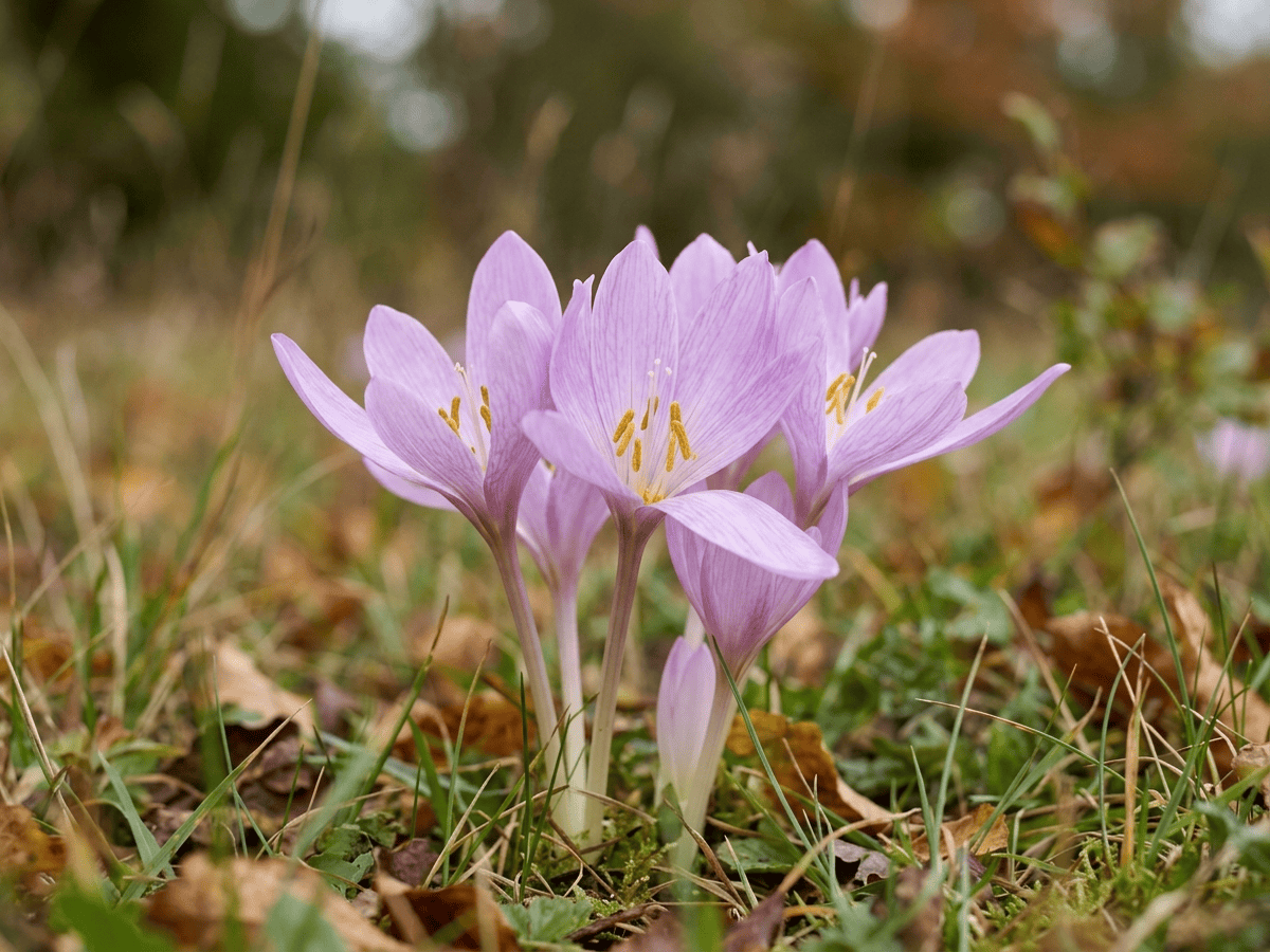 Herbstzeitlose — Nahaufnahme von Blättern und Blüten