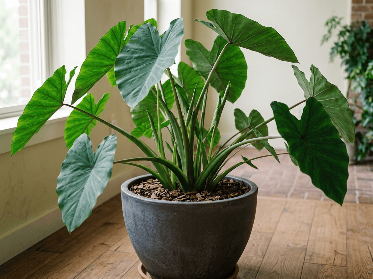 Khoai môn (Colocasia esculenta), toàn cây