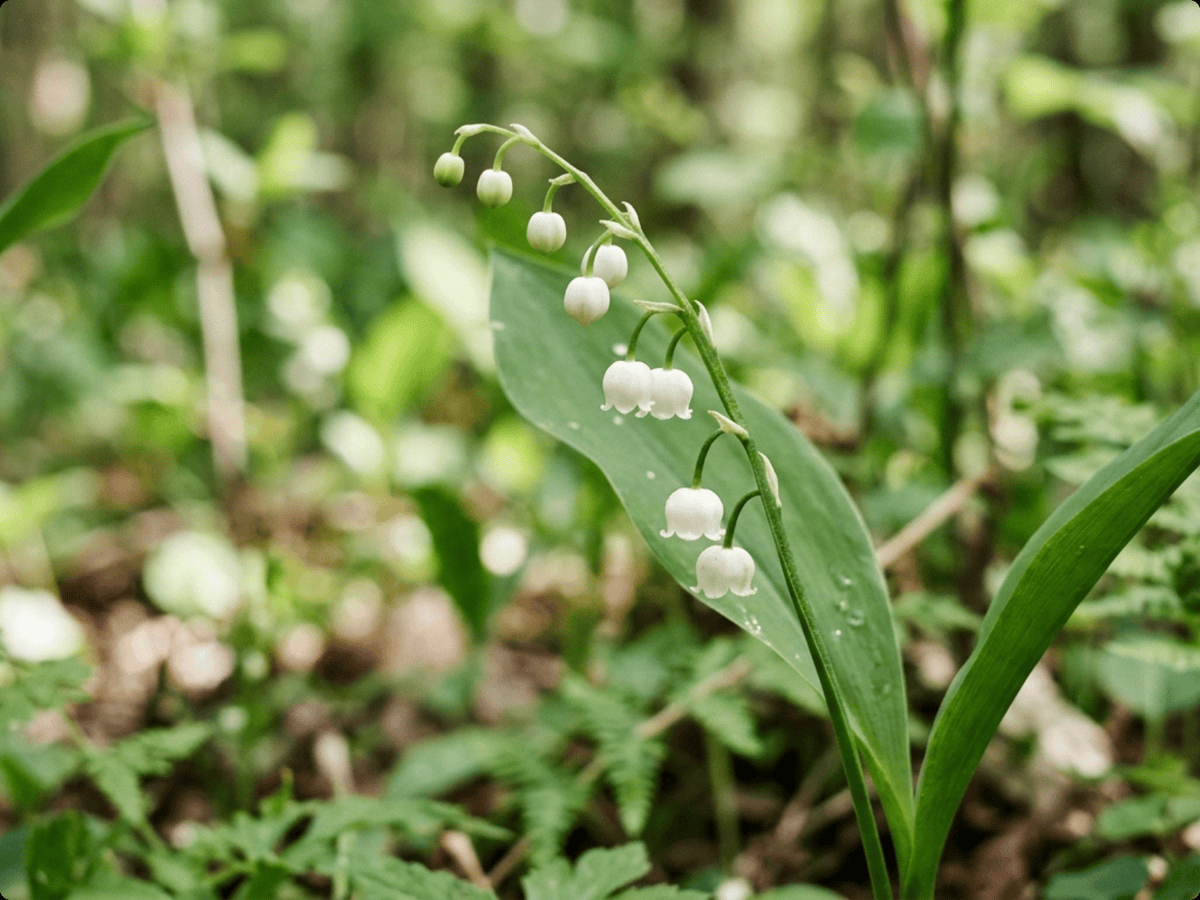 Muguet — aspect saisonnier
