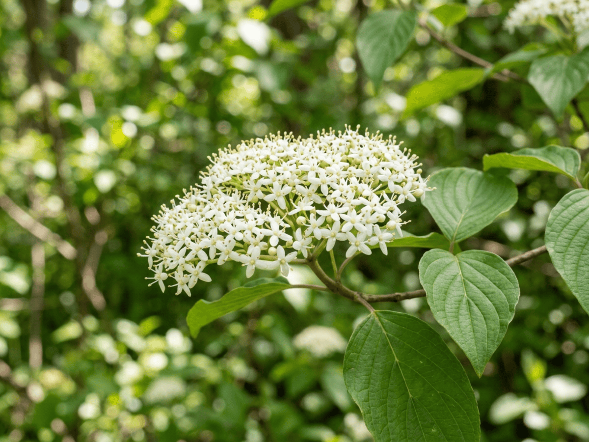Cornejo de hojas alternas — primer plano de hojas y flores