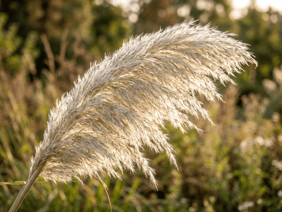 Pampas Grass — close-up of leaves and flowers