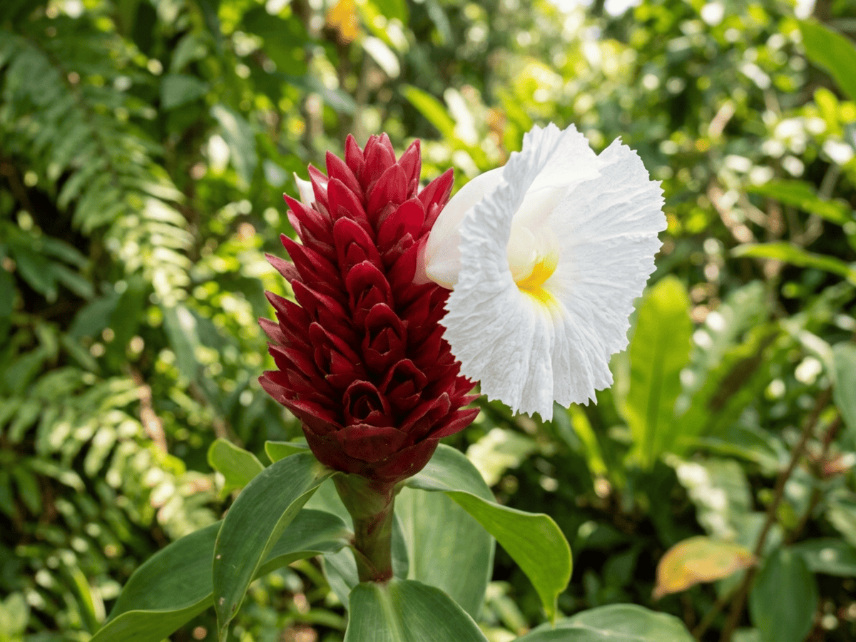 Zenzero crespo — primo piano di foglie e fiori