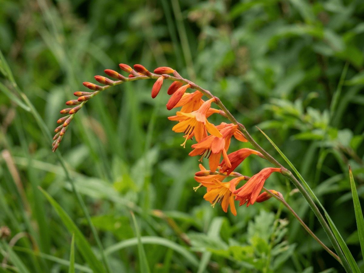 Crocosmia — aspetto stagionale