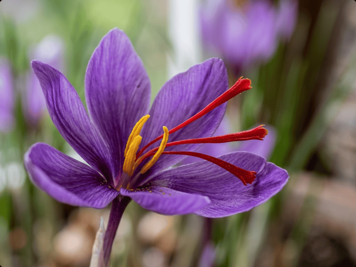 Safran-Krokus — Nahaufnahme von Blättern und Blüten