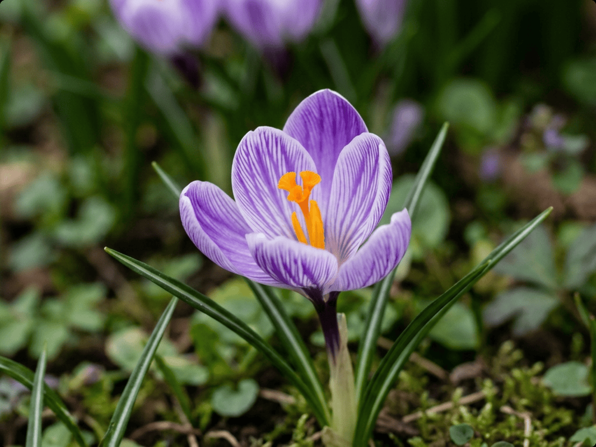 Frühlings-Krokus — Nahaufnahme von Blättern und Blüten