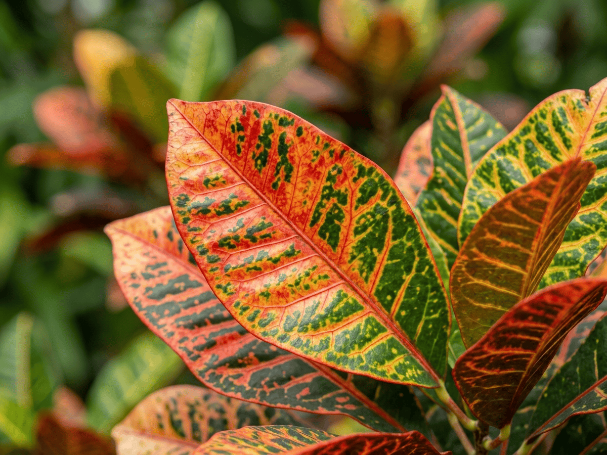Croton — primo piano di foglie e fiori
