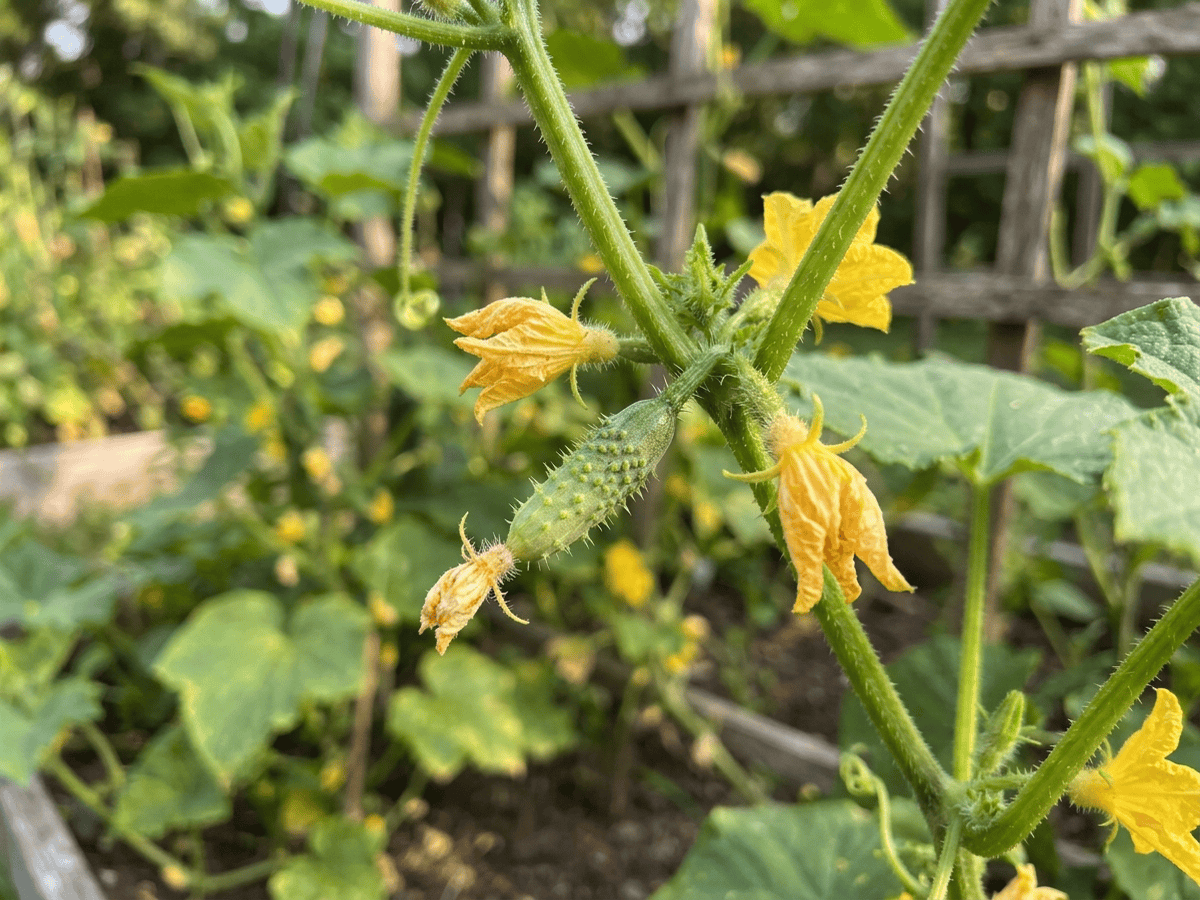 Cucumber — seasonal appearance