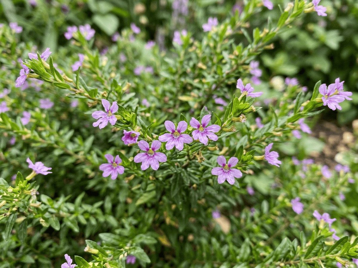 Falsches Heidekraut — Nahaufnahme von Blättern und Blüten