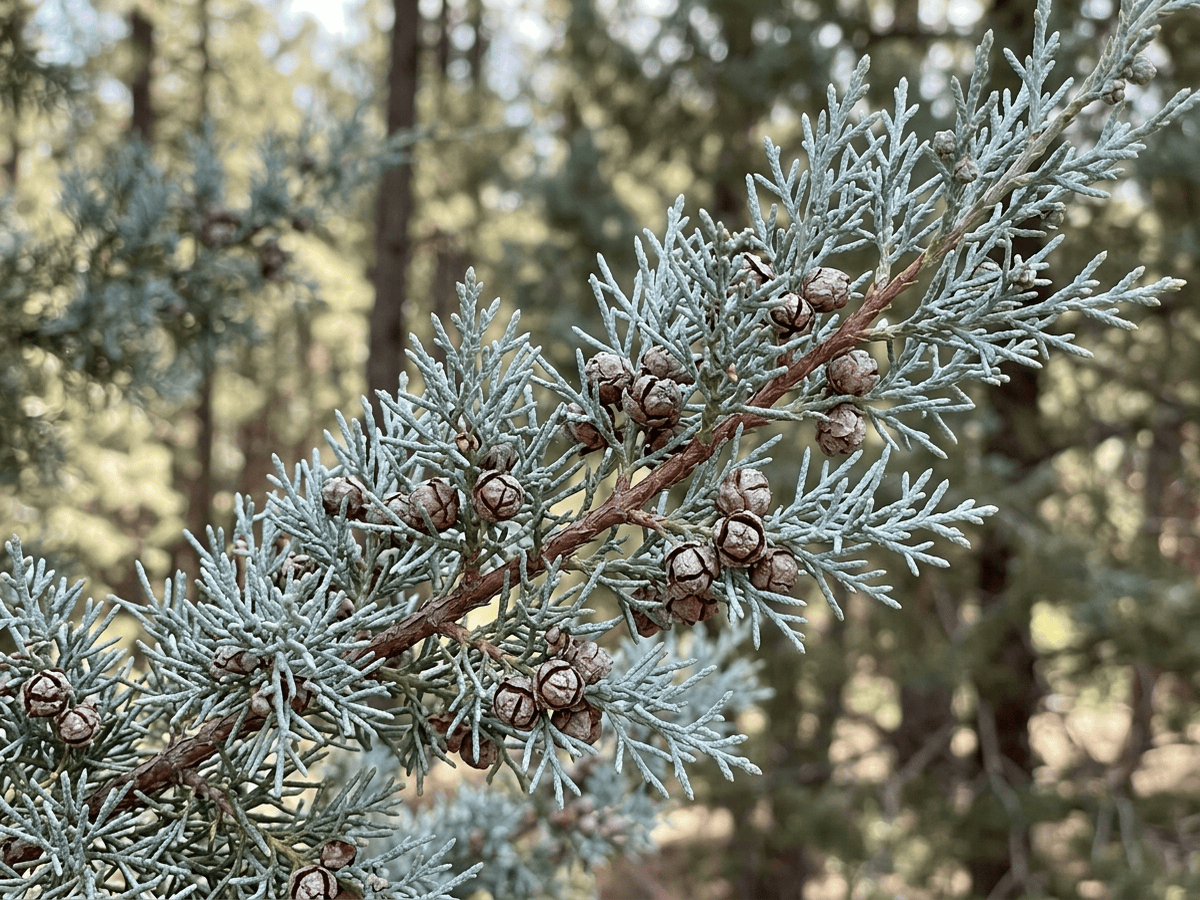Arizona Cypress — close-up of leaves and flowers