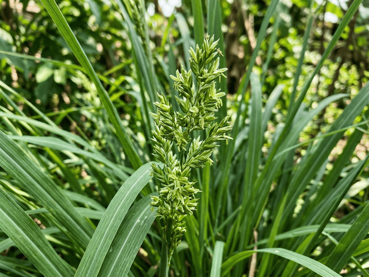 レモングラスの葉と花のクローズアップ