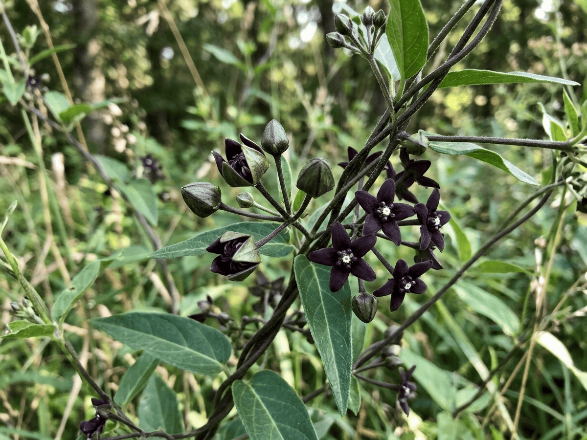 Vincetossico nero — aspetto stagionale