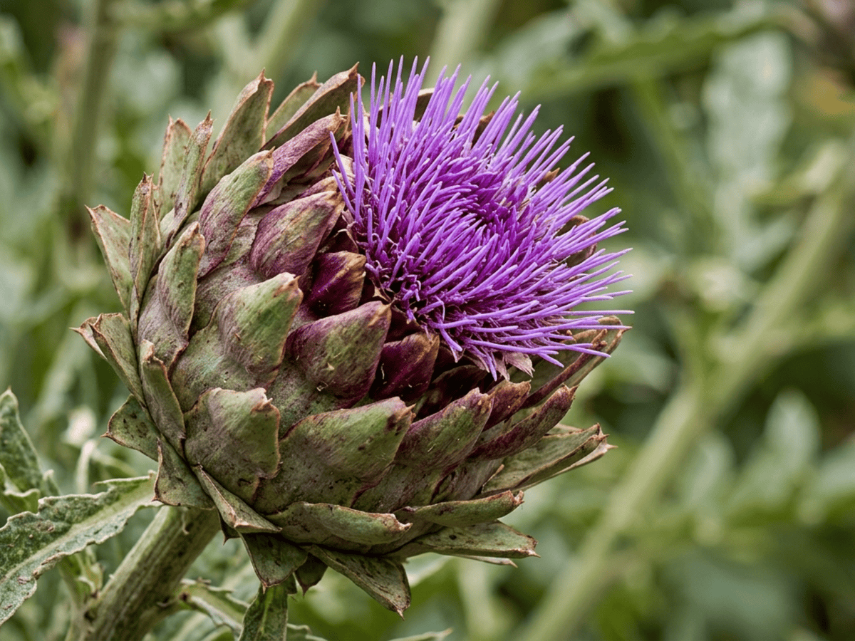 Cardo — close de folhas e flores