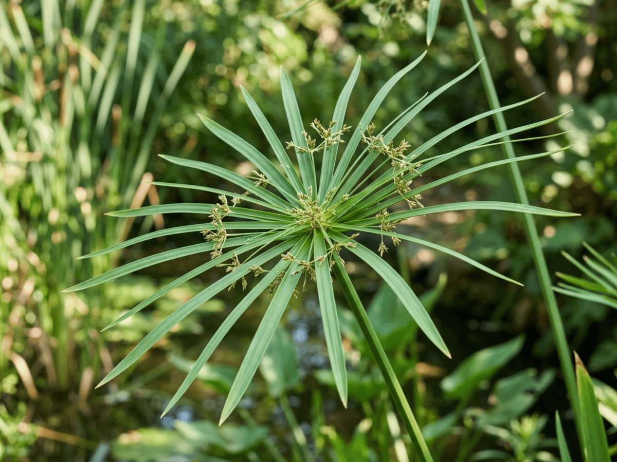 paragüitas — primer plano de hojas y flores