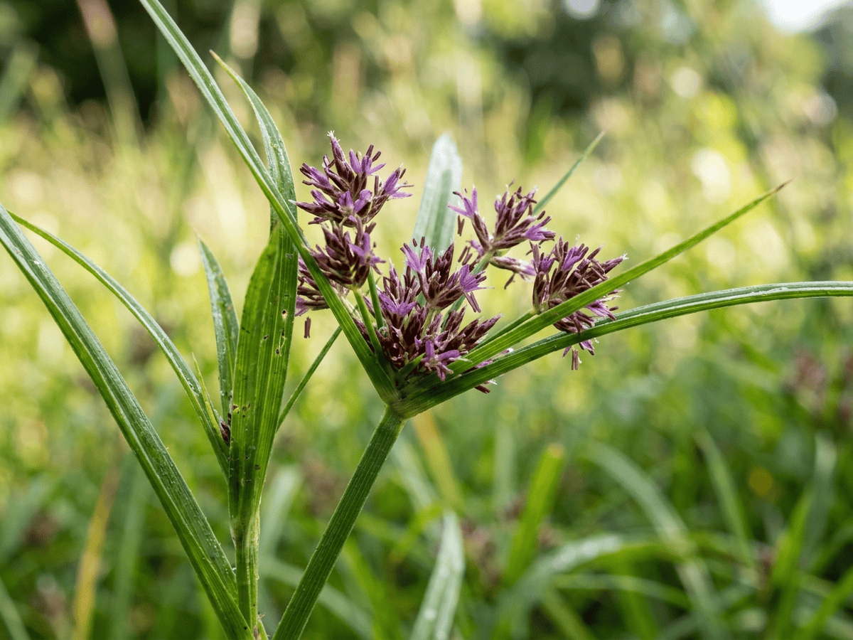 Purple Nutsedge — close-up of leaves and flowers