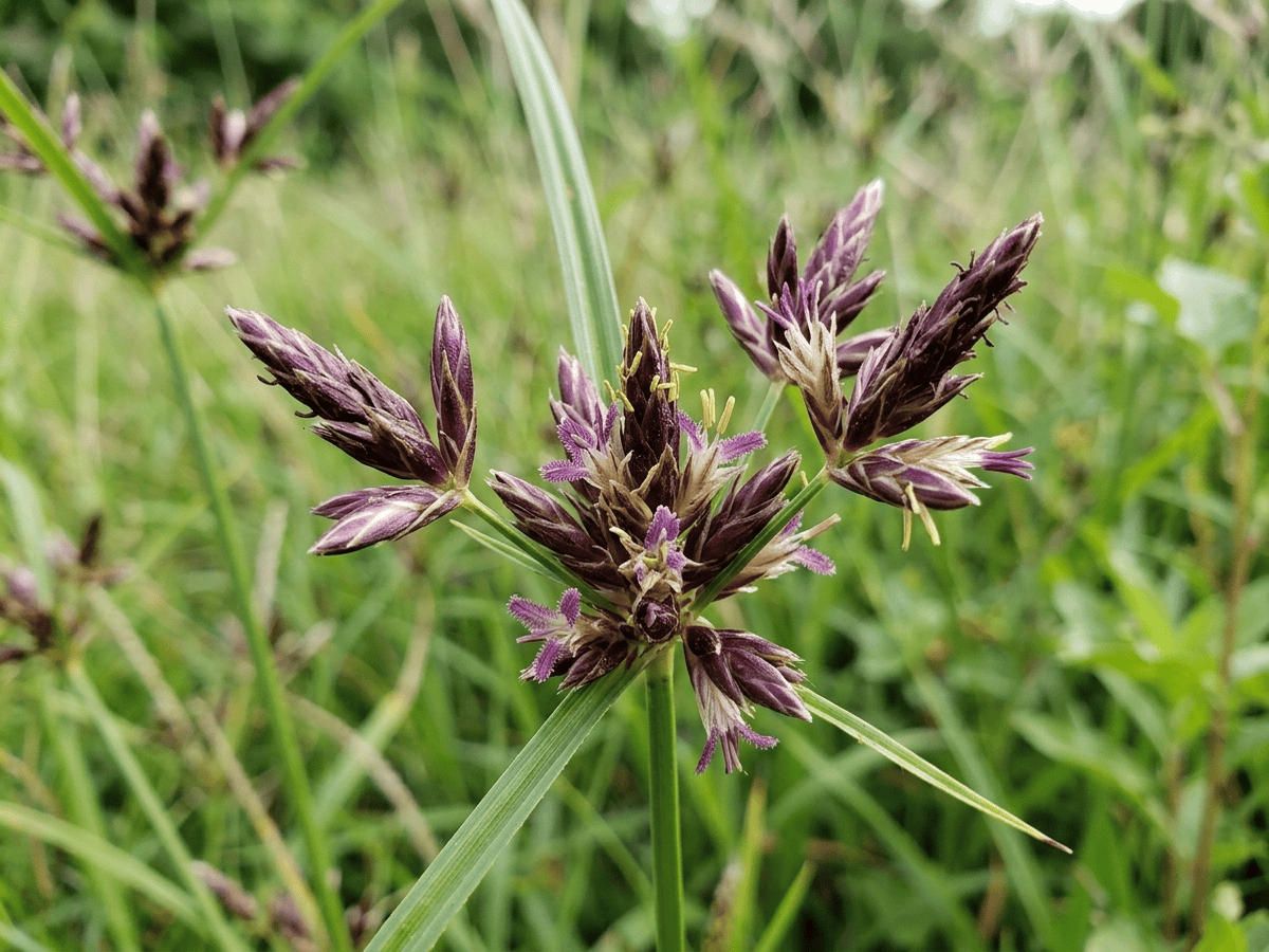 Purple Nutsedge — seasonal appearance