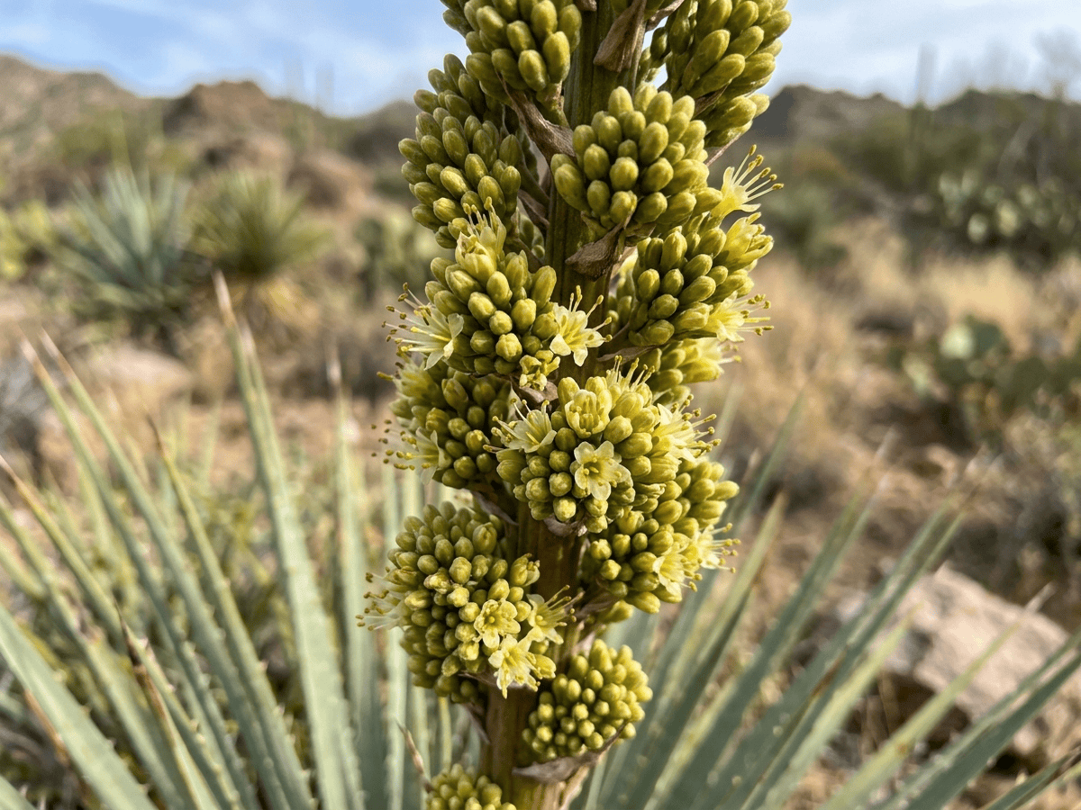 Sotol di Wheeler — aspetto stagionale