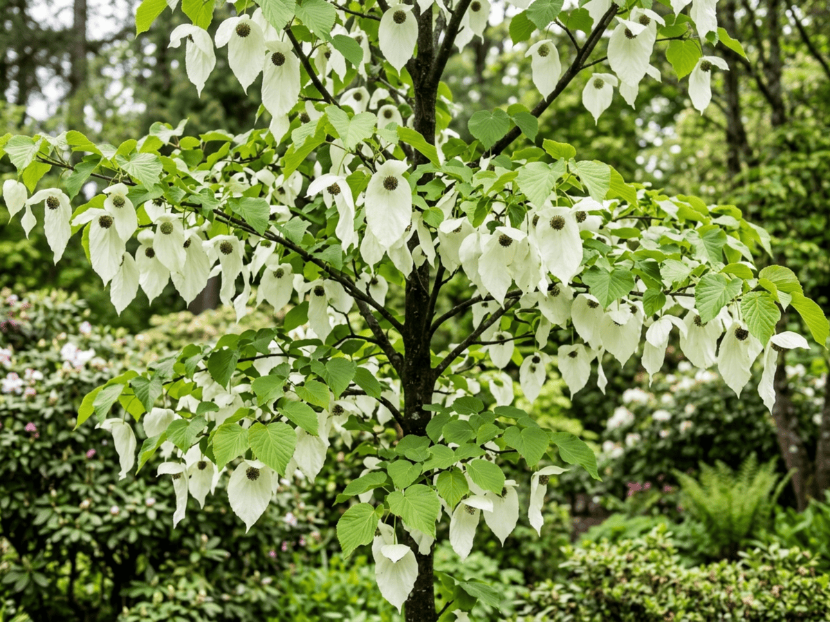 Albero dei fazzoletti (Davidia involucrata), pianta intera