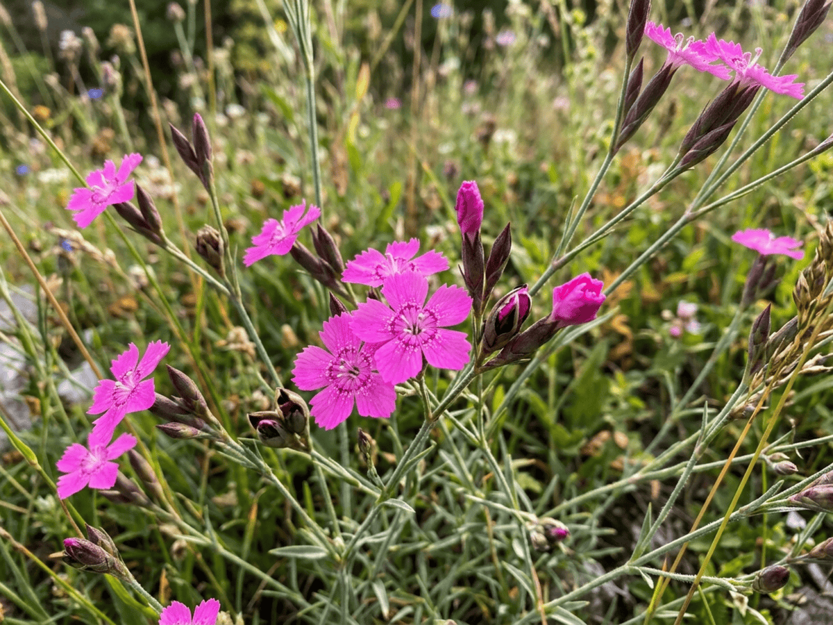 Heide-Nelke — saisonales Erscheinungsbild