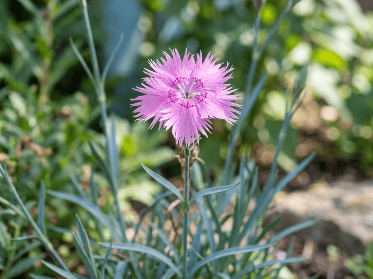 Feder-Nelke — Nahaufnahme von Blättern und Blüten