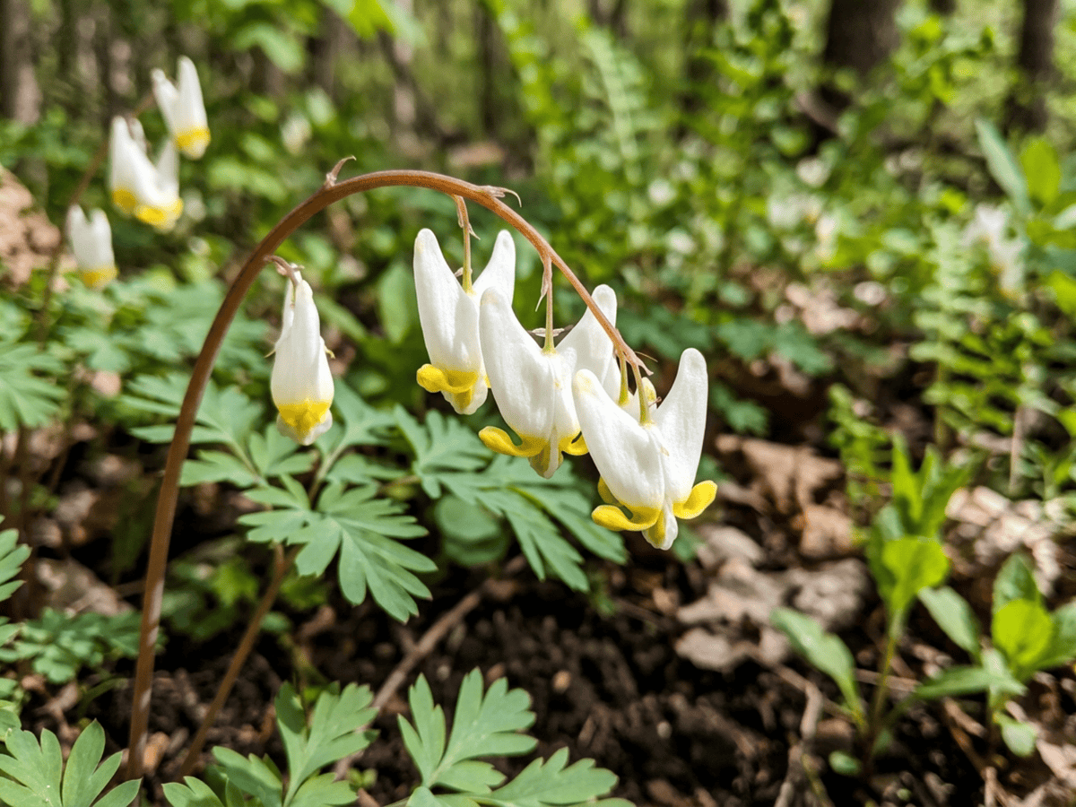 Kapuzenherzblume — Nahaufnahme von Blättern und Blüten