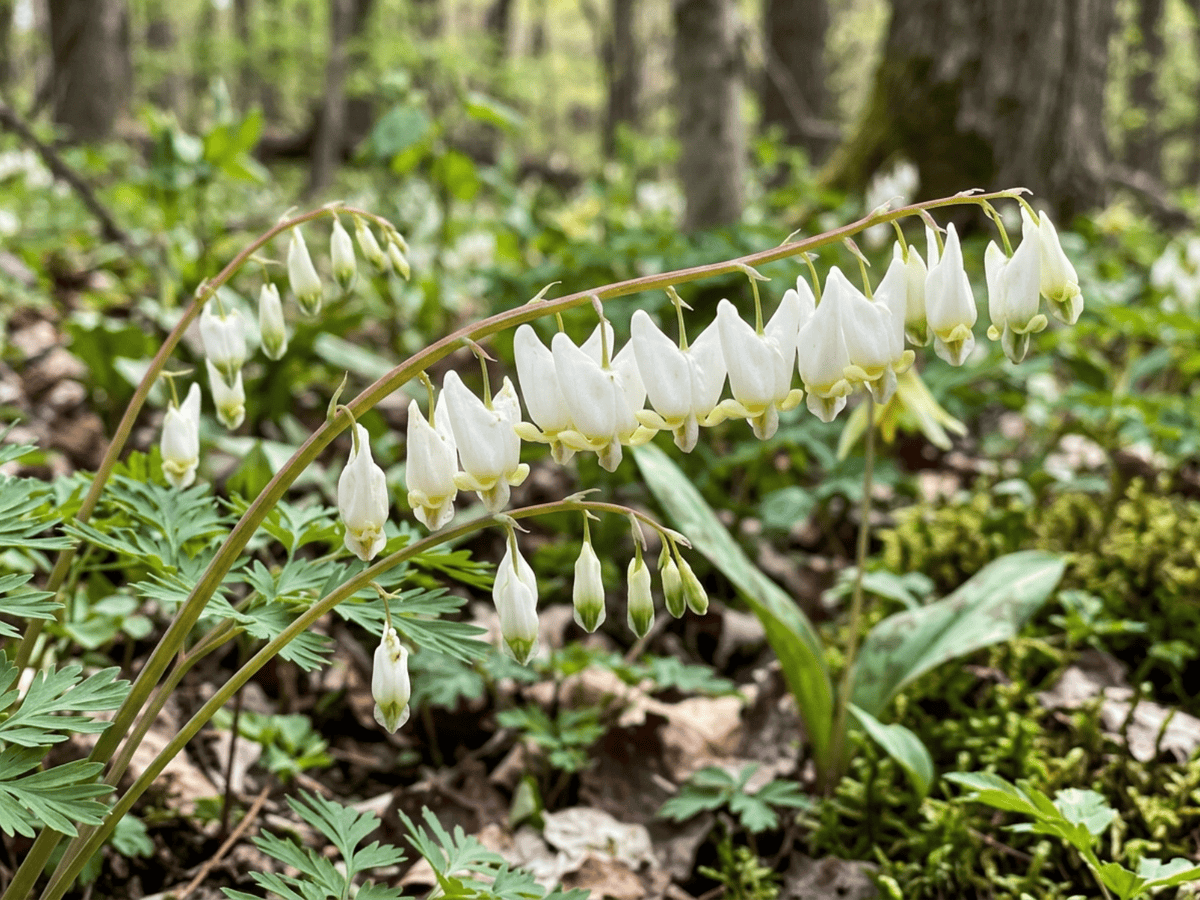 Kapuzenherzblume — saisonales Erscheinungsbild