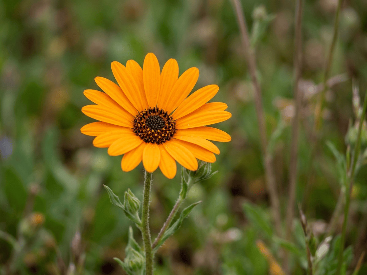 Souci du Cap — gros plan sur feuilles et fleurs
