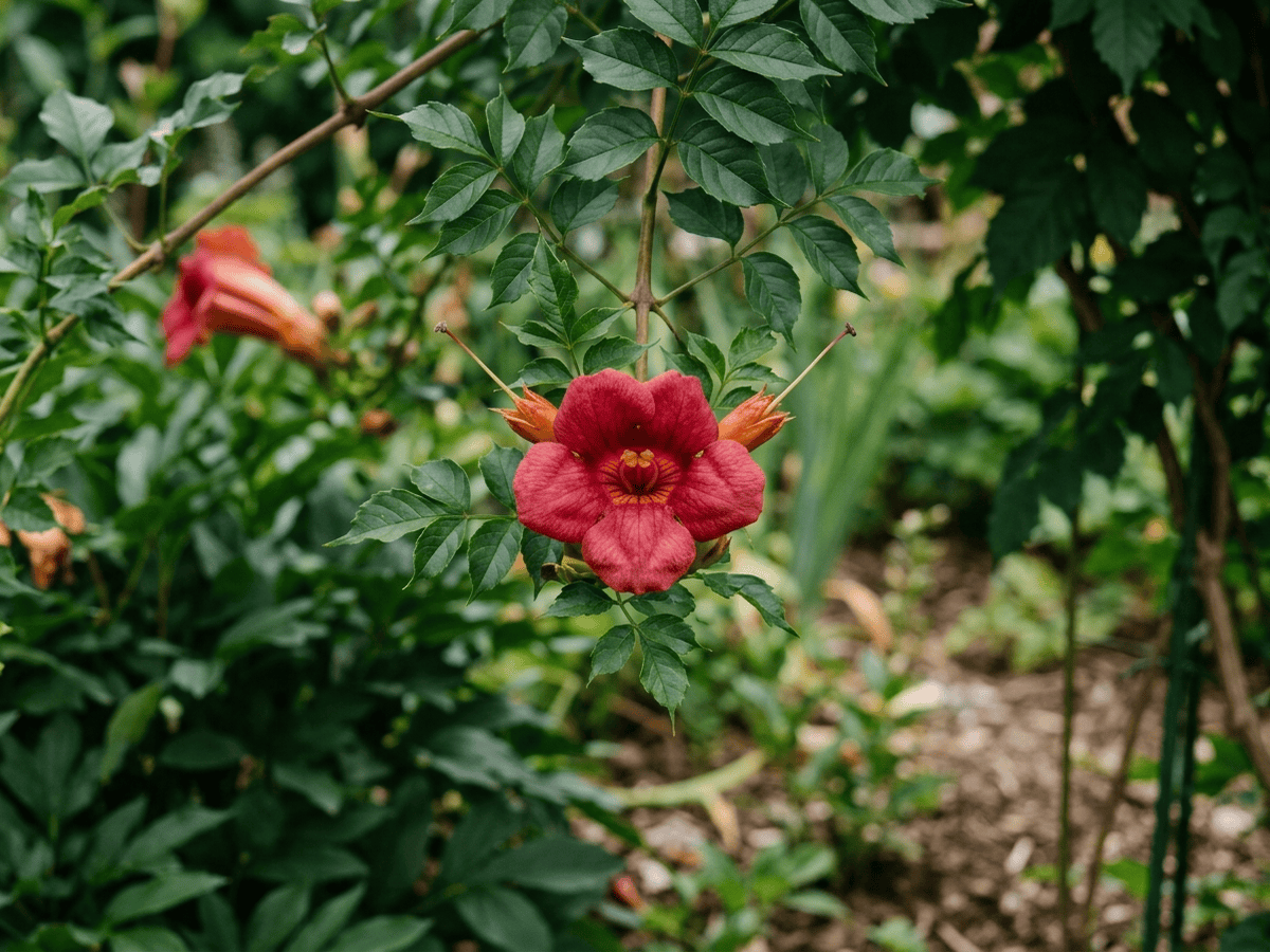 Fiore di sangue messicano (Distictis buccinatoria), pianta intera