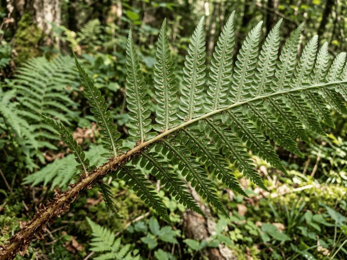 Echter Wurmfarn — Nahaufnahme von Blättern und Blüten