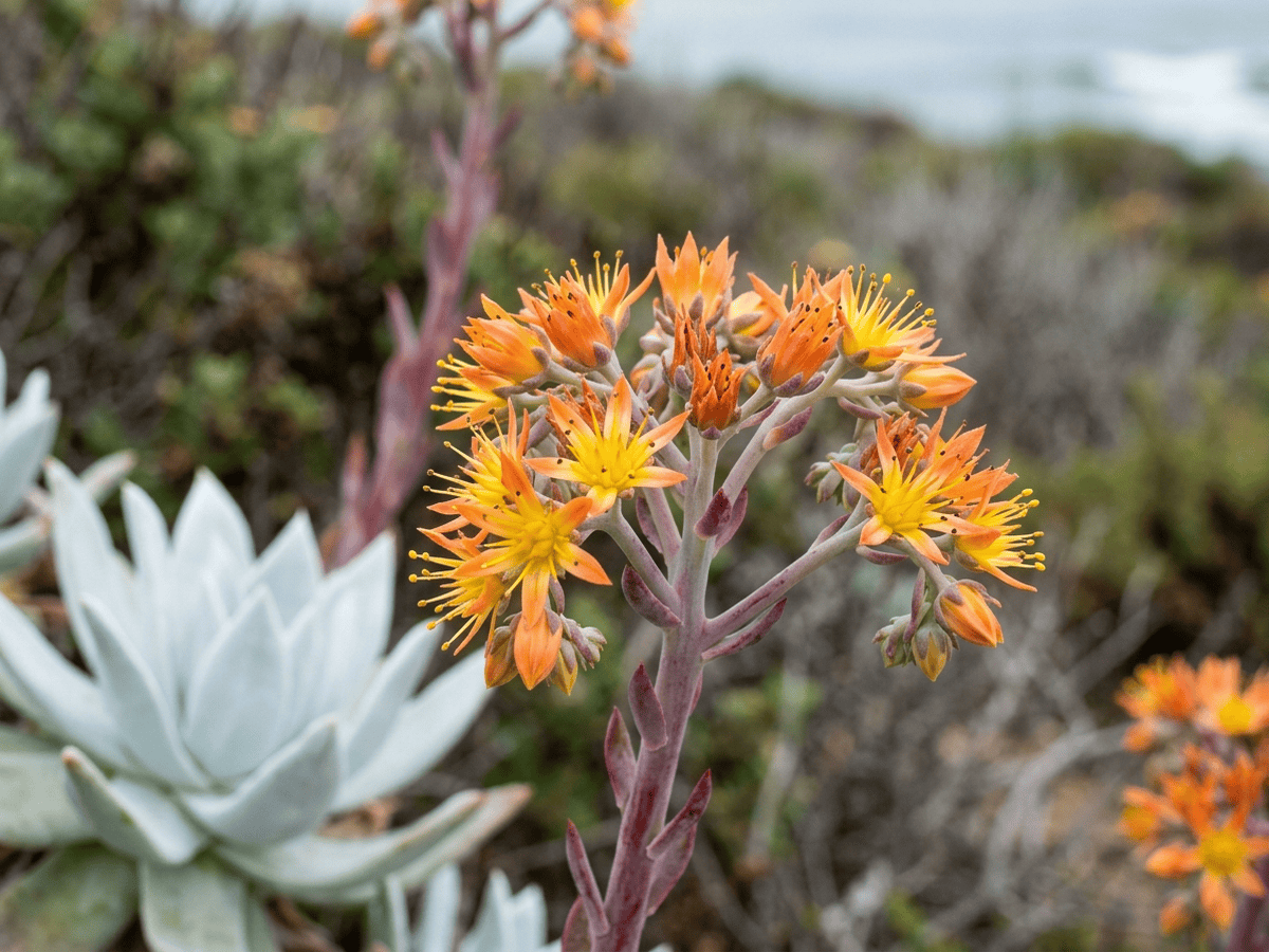 Britton's Dudleya — close-up of leaves and flowers