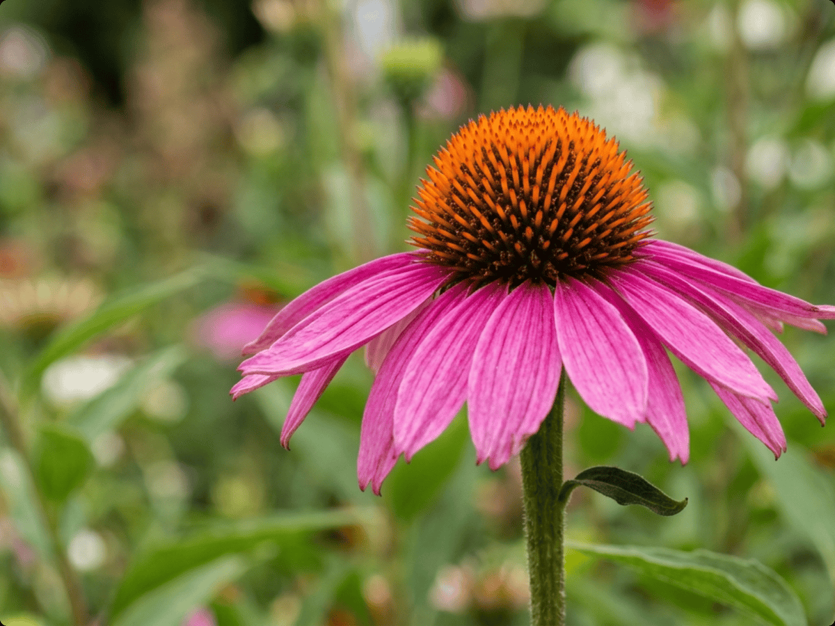 Echinacea purpurea — primo piano di foglie e fiori