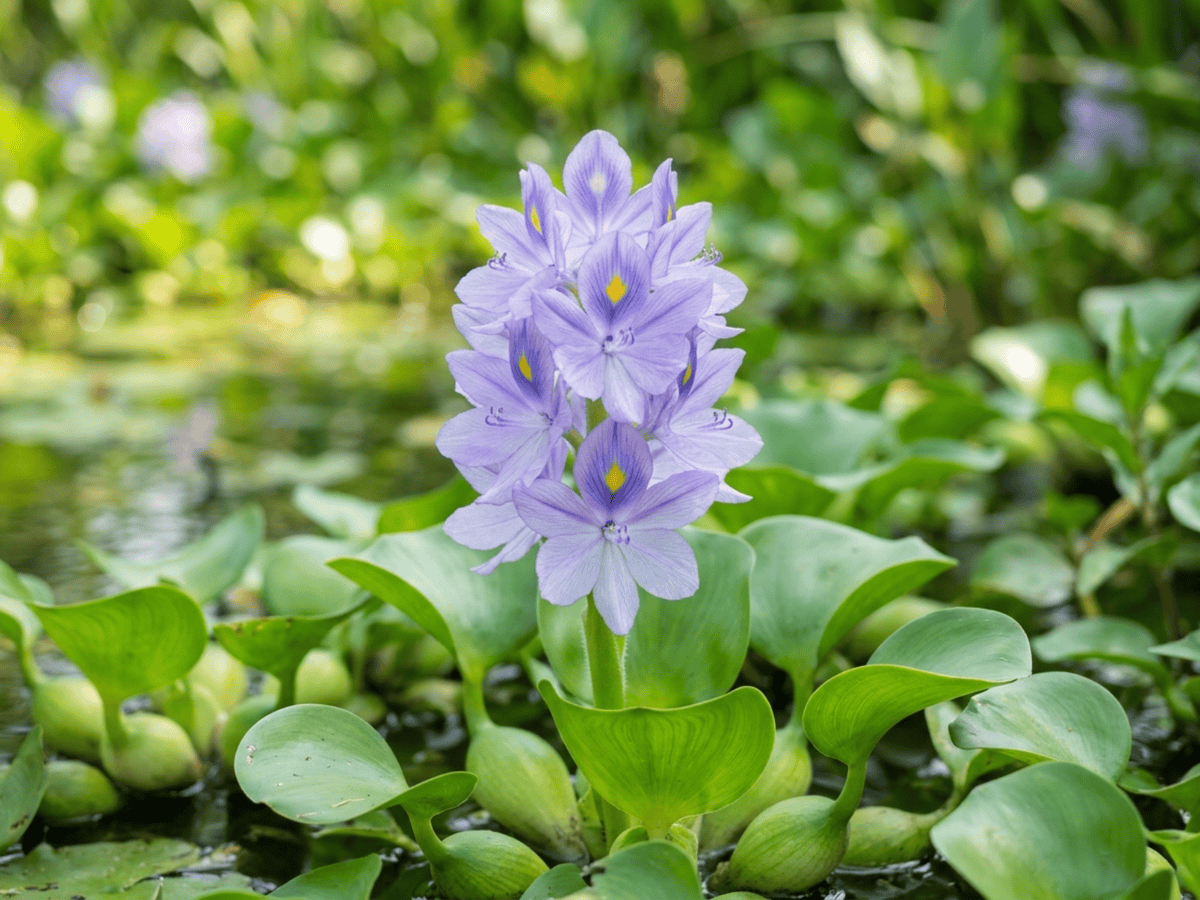 Giacinto d'acqua — primo piano di foglie e fiori