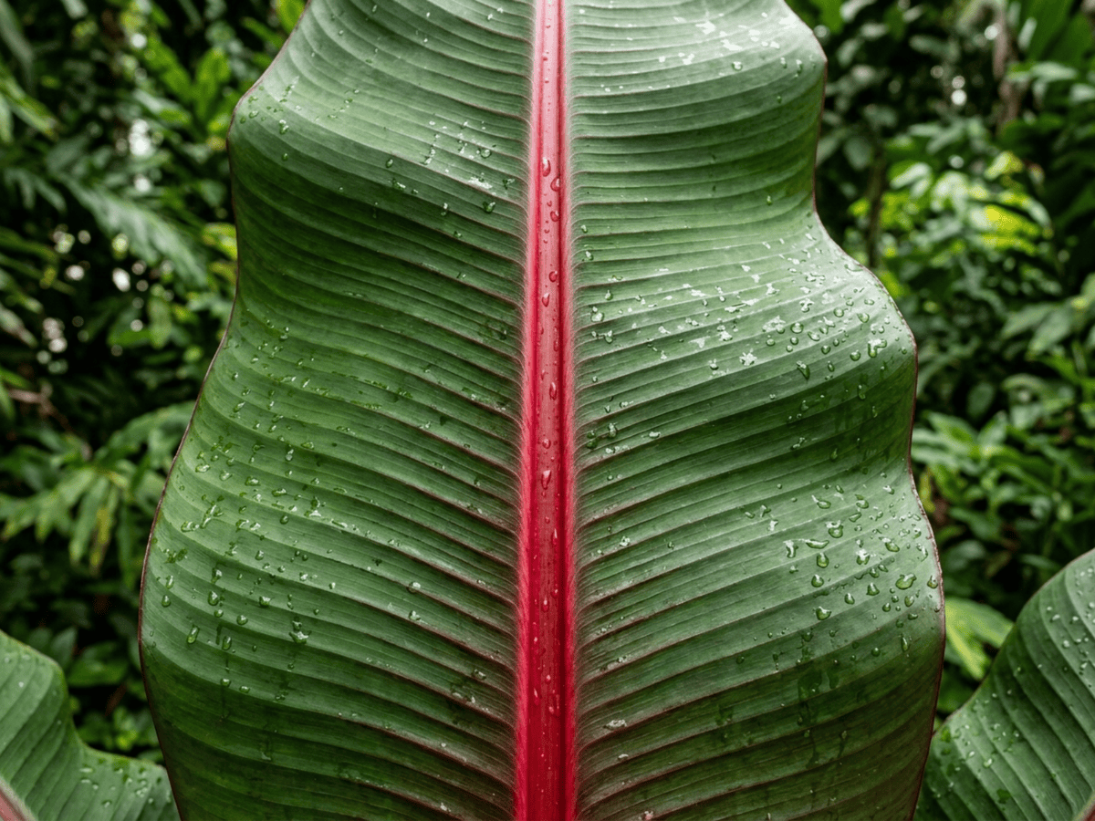 Abessinische Banane — Nahaufnahme von Blättern und Blüten