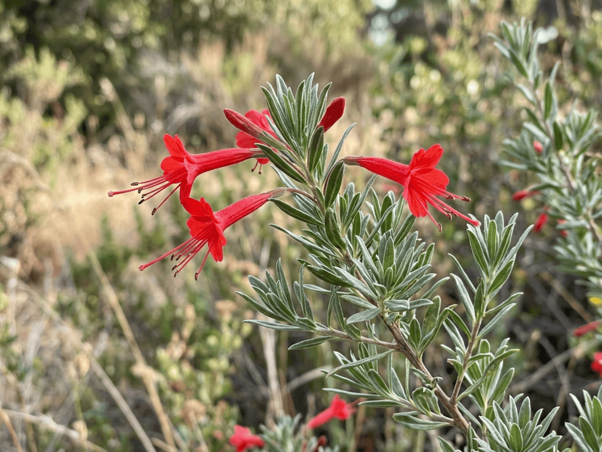 California Fuchsia — close-up of leaves and flowers