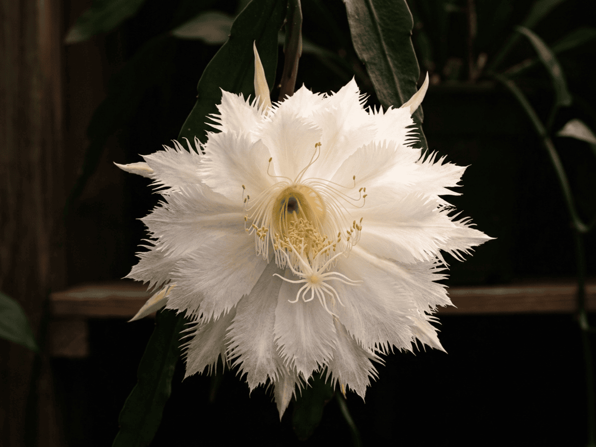Königin der Nacht — Nahaufnahme von Blättern und Blüten