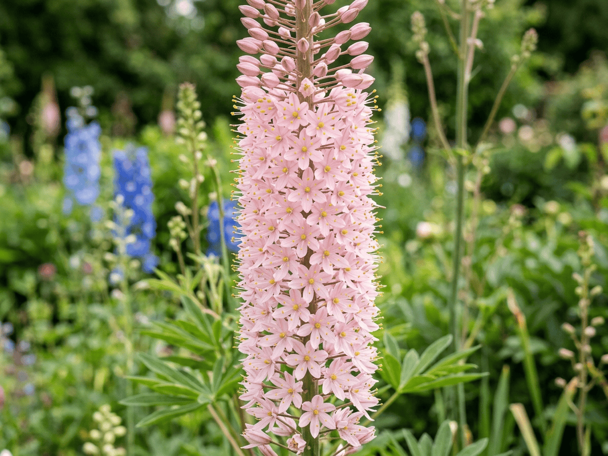 Steppenkerze — Nahaufnahme von Blättern und Blüten