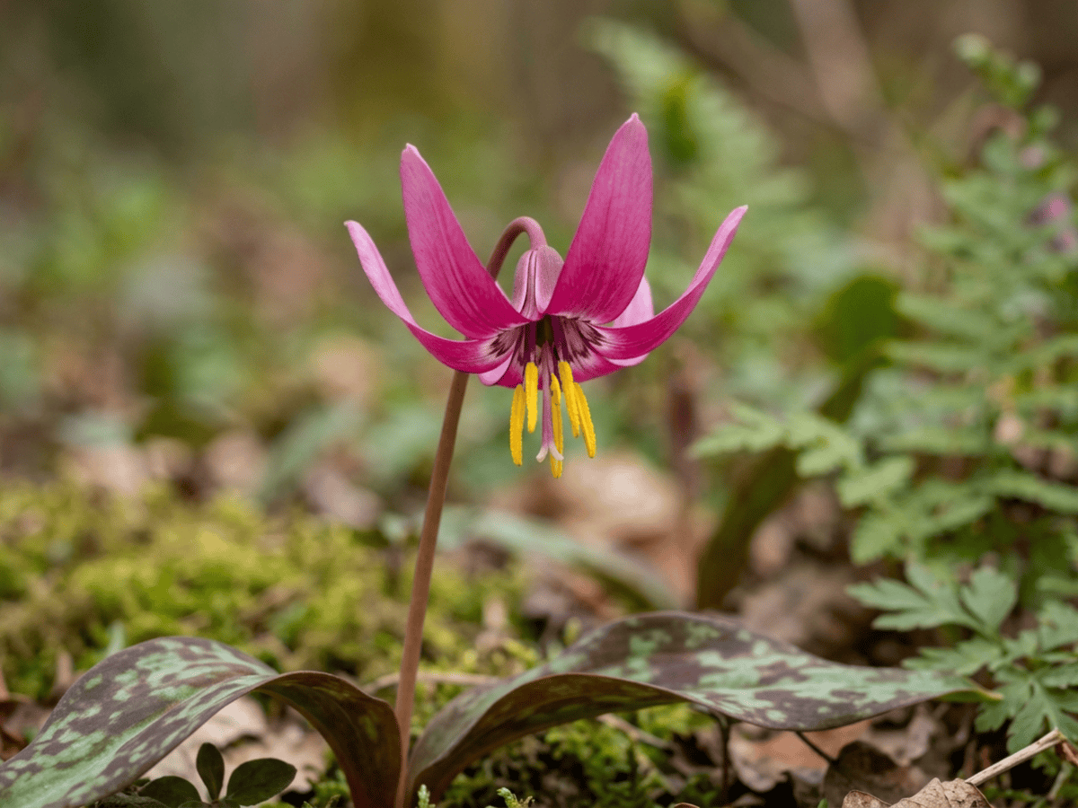 Dog's-Tooth-Violet — close-up of leaves and flowers