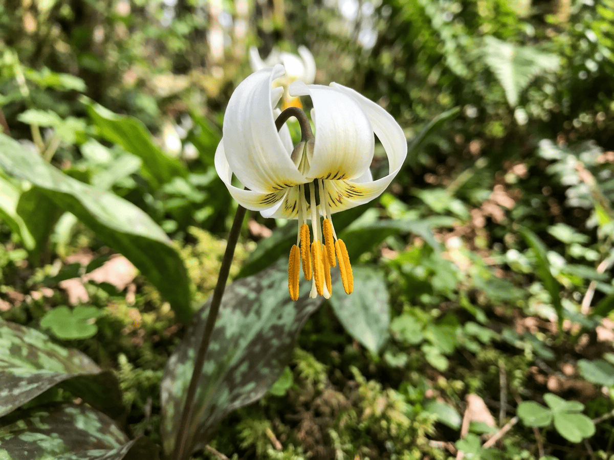 lirio de cervatillo blanco gigante — primer plano de hojas y flores