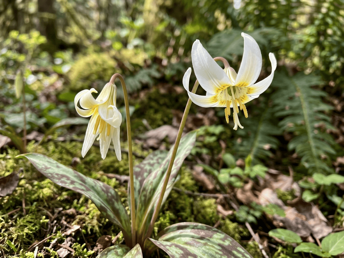 lirio de cervatillo blanco gigante — aspecto estacional