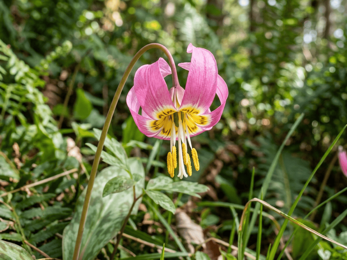 Érythrone rose — gros plan sur feuilles et fleurs