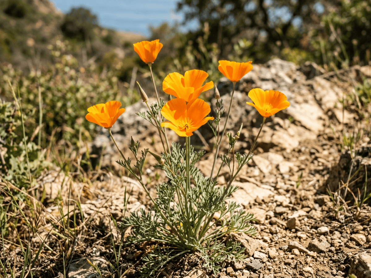 California Poppy (Eschscholzia californica), whole plant