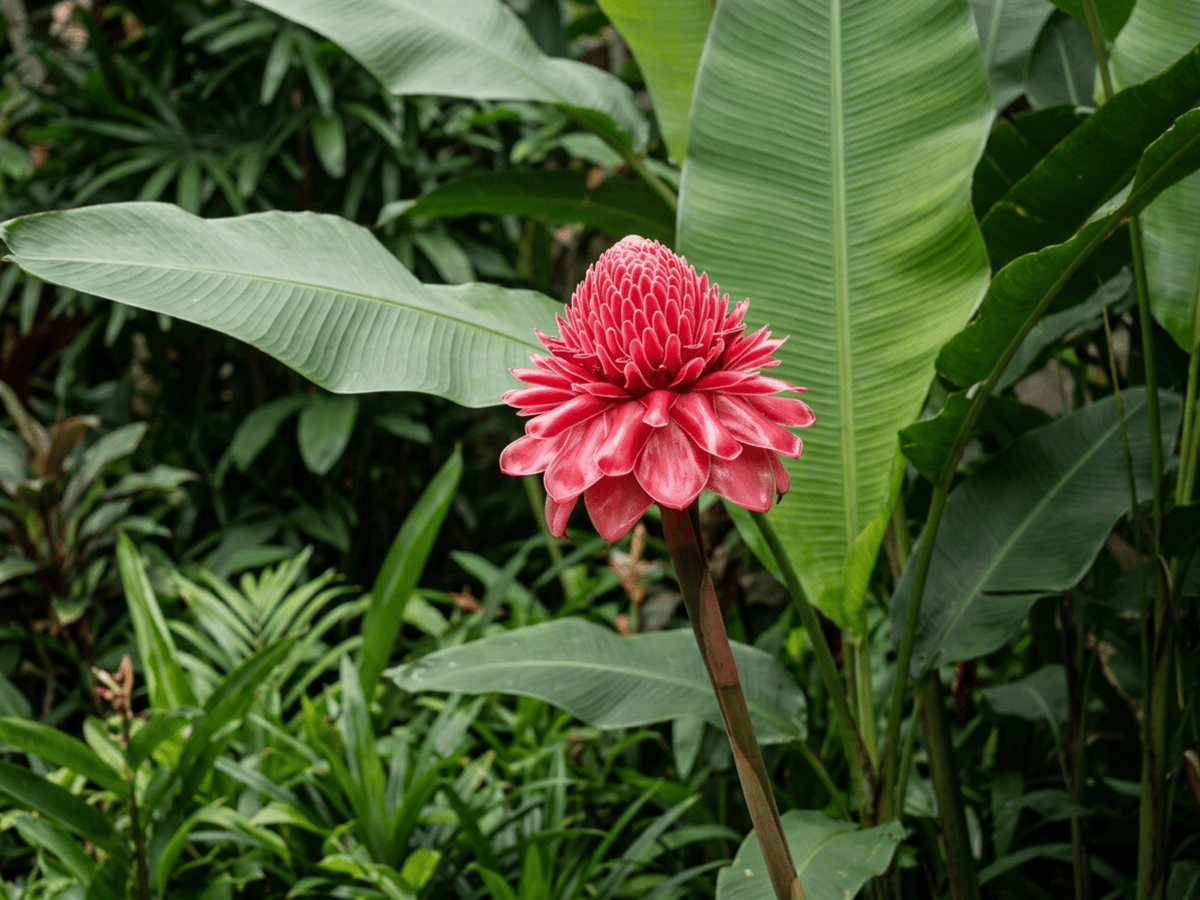 Torch Ginger (Etlingera elatior), whole plant