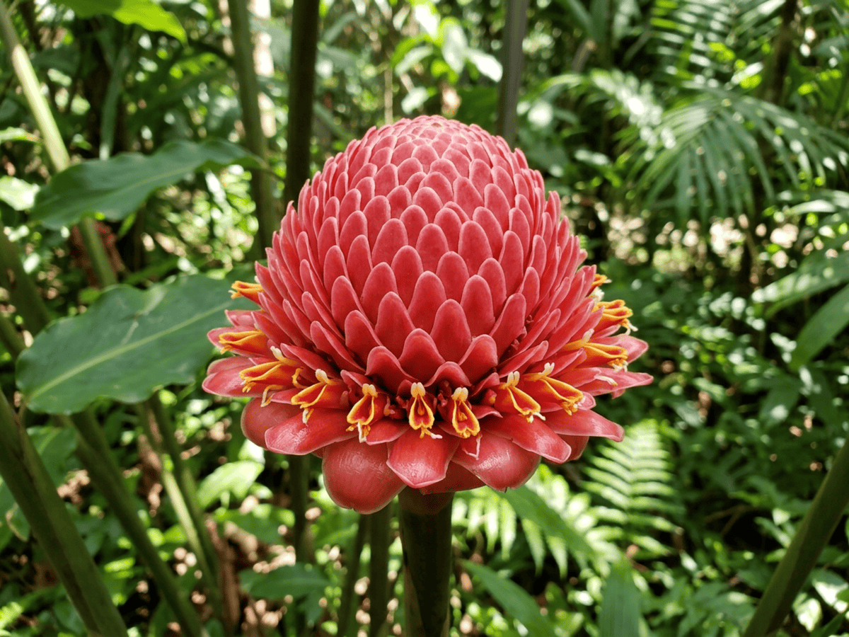 Torch Ginger — close-up of leaves and flowers