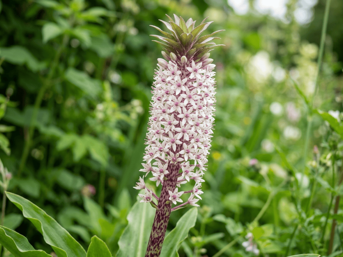 Fleur-ananas — gros plan sur feuilles et fleurs