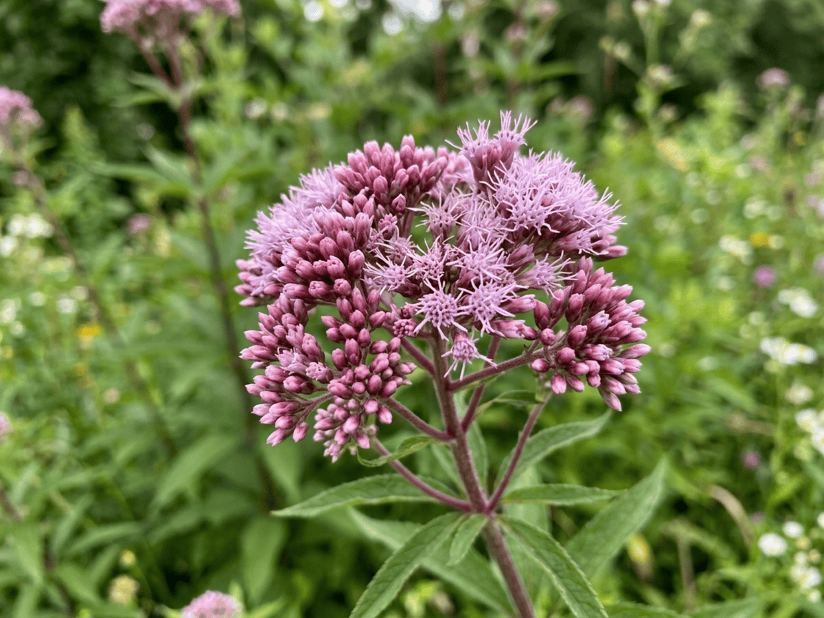 Eupatoire pourpre — aspect saisonnier