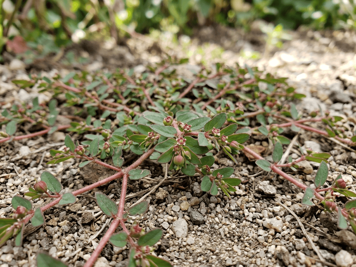 Euphorbe prostrée — gros plan sur feuilles et fleurs